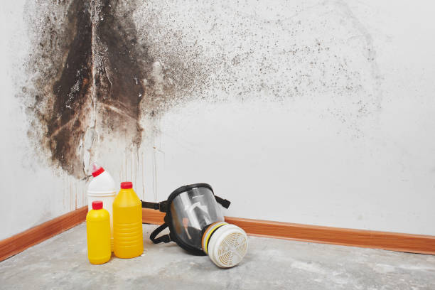 Best Post-Flood Mold Remediation in Vadnais Heights, MN